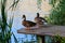 Ducks standing on a jetty on the lake