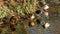 Ducks standing on a lake shore, Anas platyrhynchos