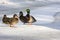 Ducks standing on the shore of the lake, snow, winter, three fem