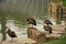 Ducks sunbathing on a cloudy September day