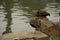 Ducks sunbathing on a cloudy September day