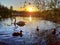 Ducks and Swann on lake at sunset birds water nature animals fauna flora life earth golden hour