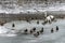 Ducks swans birds winter frozen lake ice