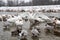 Ducks and swans at isar river munich, in winter