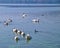 Ducks and swans in Kastoria lake Greece