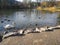 Ducks and Swans in Park Pond