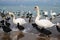 Ducks, swans and seagulls on the coast in winter