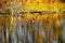 Ducks swim amongst Fall colors that are reflected in a pond in Indiana