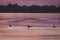 Ducks swim at dusk in Manialtepec Lagoon.