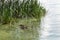 Ducks swim near the cattail