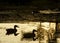 Ducks swim in a pond with golden water at dawn in Oranjerpark in the town of Vlaardingen