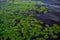 Ducks swim in pond among green bright round leaves of water lilies with yellow flowers. Sky is reflected in water