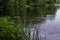 Ducks swim in pond among green grass and trees in the forest. Quiet city park. Cloudy sky reflected in water with ripples. Summer