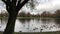 Ducks swim in the pond in the Park