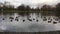 Ducks swim in the pond in the Park