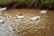 Ducks Swim in River Bank