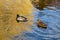 Ducks swim on a river in a city park