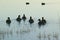 Ducks swim at sunrise at the Bosque del Apache National Wildlife Refuge, near San Antonio and Socorro, New Mexico