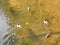 Ducks swim in transparent yellow orange sun-drenched river water