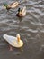 Ducks swim. White Duck