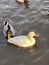 Ducks swim. White Duck