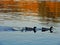 DUCKS SWIMMING - ALMYROPOTAMOS, EVIA, GREECE