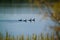 Ducks swimming in an Arkansas Pond
