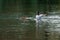 Ducks swimming in a body of water, side by side, one exhibiting its wings in a proud display