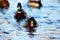 Ducks swimming in cold pond