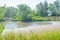 Ducks swimming in dutch lake