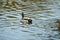 Ducks swimming at evening in Ireland.