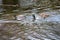 ducks swimming in a lake