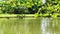 Ducks Swimming lake with lush nature