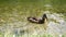 Ducks swimming in the lake at summer