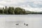 Ducks swimming on lake of two rivers in algonquin national park ontario canada wildlife background