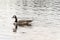 Ducks swimming on lake of two rivers in algonquin national park ontario canada wildlife background