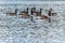 Ducks swimming on lake of two rivers in algonquin national park ontario canada wildlife background