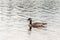 Ducks swimming on lake of two rivers in algonquin national park ontario canada wildlife background