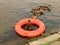 Ducks swimming lessons