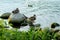 Ducks swimming in the Masurian lake. GiÅ¼ycko, Poland