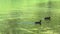 ducks swimming in Plitvice Lakes National Park