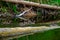 Ducks swimming in the river in Latvia