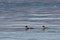 Ducks swimming in sea. Two Goosander Mergus merganser males in natural habitat. Diving pochard seabirds on the move.