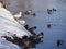 Ducks swimming on the side of a pond on a snowy day