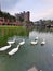 ducks swimming together in the lake in the afternoon