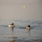 Ducks swimming in water in Switzerland. Common merganser. Goosander Eurasian. Mergus merganser