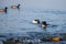 Ducks swimming in water in Switzerland. Common merganser. Goosander Eurasian. Mergus merganser