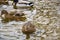 Ducks swimming on winter lake. Male and female ducks on freezing water. Sunny day next to a lake with many ducks on water surface