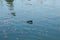 Ducks swims in lake in autumn day