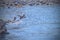 Ducks taking flight on the Arkansas River at Lake Pueblo State Park, Colorado